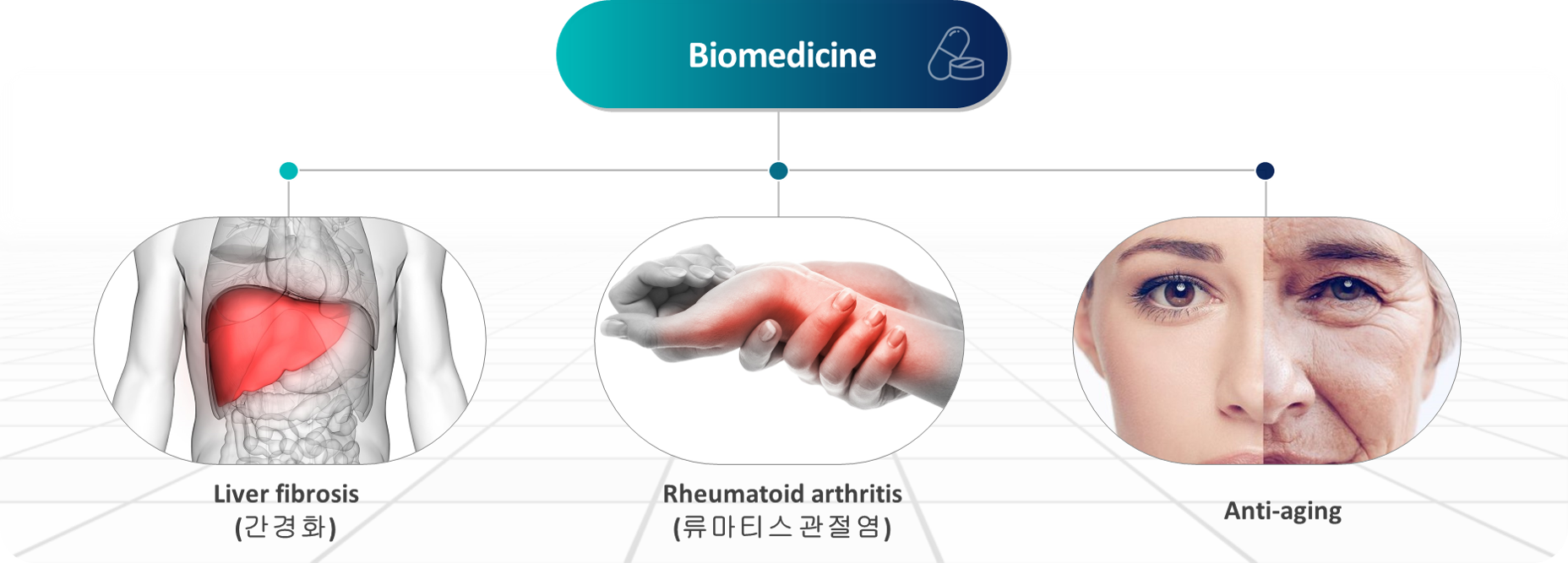 바이오의학 설명